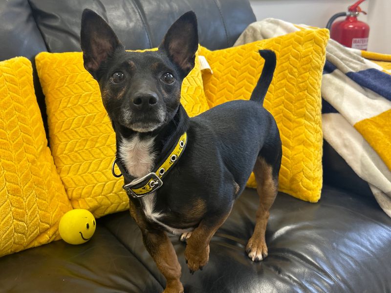 Jack Russell for adoption in Ballymena, Co Antrim – 3 years old - Image 4 of 7