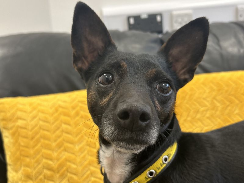 Jack Russell for adoption in Ballymena, Co Antrim – 3 years old - Image 6 of 7
