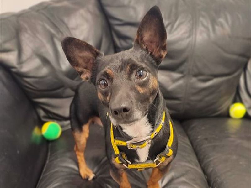 Jack Russell for adoption in Ballymena, Co Antrim – 3 years old - Image 7 of 7
