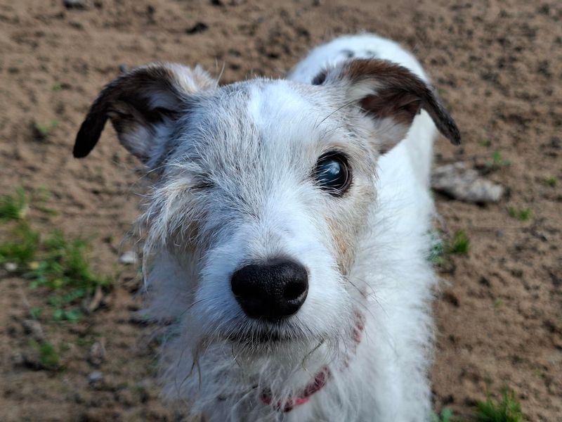 Beatrice | Terrier (Jack Russell) Cross | Ilfracombe - 1
