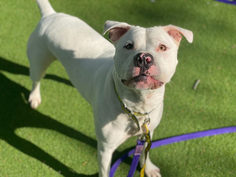 Staffordshire Bull Terrier for adoption in Chestfield, Kent – 4 years old - Image 3 of 4