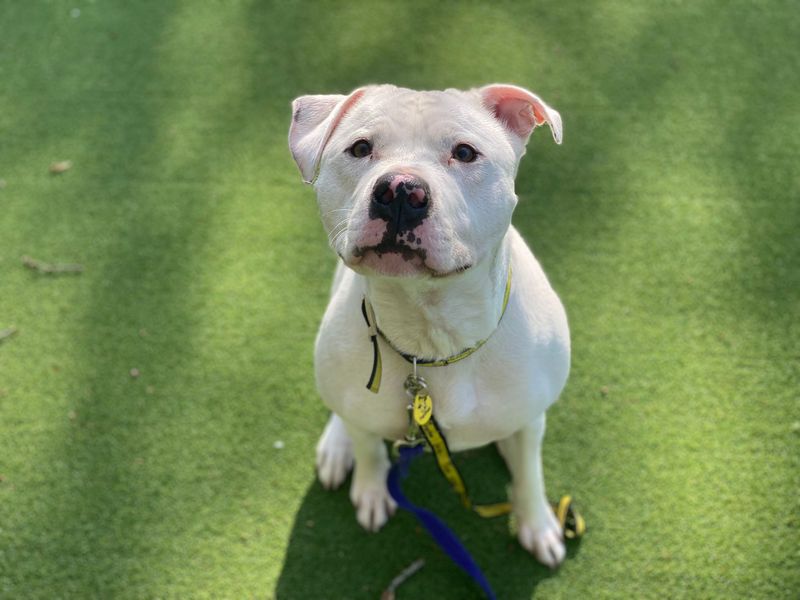 Staffordshire Bull Terrier for adoption in Chestfield, Kent – 4 years old