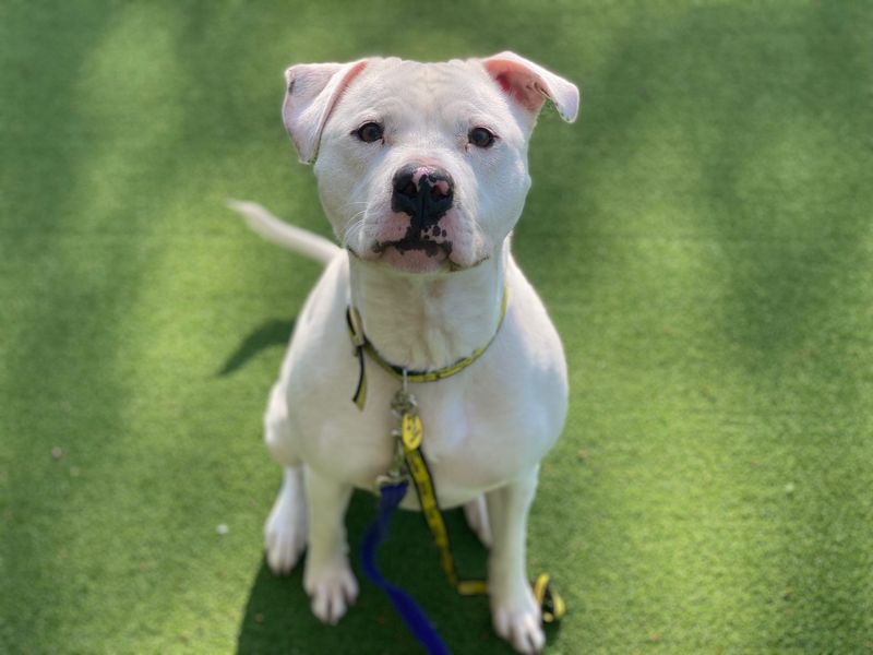 Staffordshire Bull Terrier for adoption in Chestfield, Kent – 4 years old - Image 2 of 4