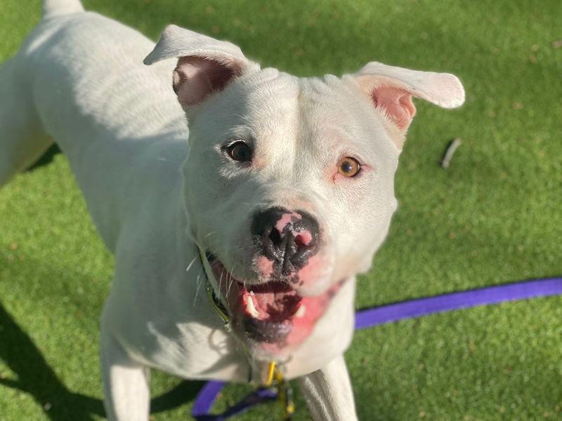Staffordshire Bull Terrier for adoption in Chestfield, Kent – 4 years old - Image 4 of 4