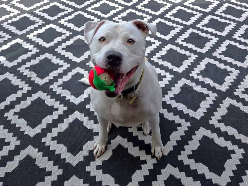 Obi | Terrier (Staffordshire Bull) Cross | Canterbury - 1