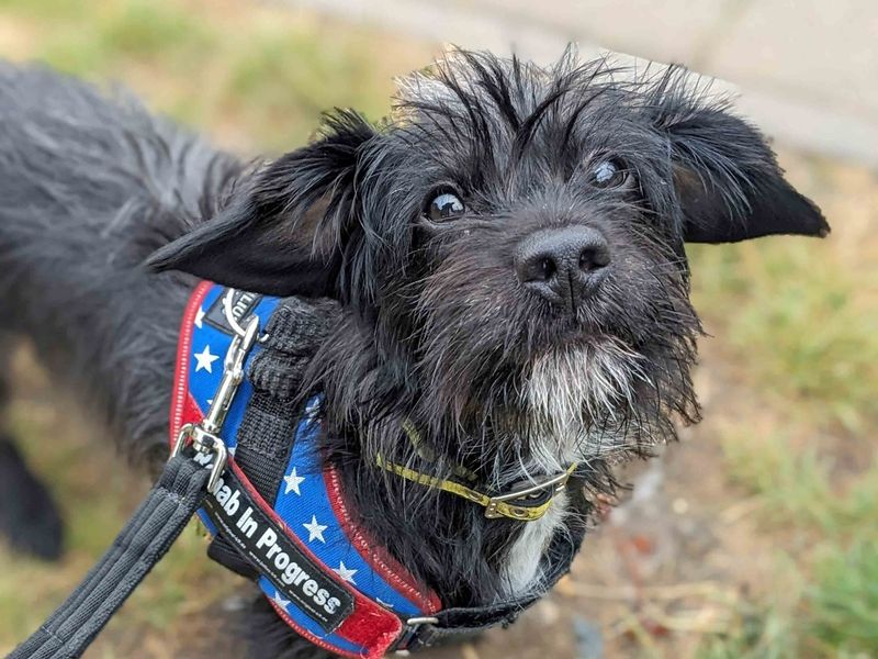 Jack Russell Terrier for adoption in Newton Tony, Wiltshire – 3 years old - Image 1 of 5