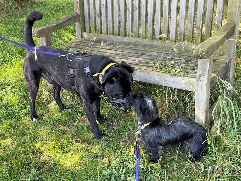 Jack Russell Terrier for adoption in Newton Tony, Wiltshire – 3 years old - Image 4 of 5