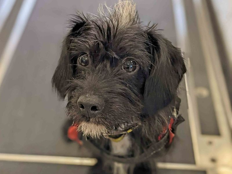 Jack Russell Terrier for adoption in Newton Tony, Wiltshire – 3 years old - Image 2 of 5