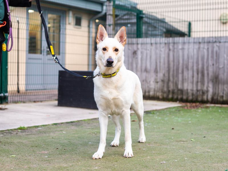 German Shepherd puppies for sale in Manchester – 4 years old