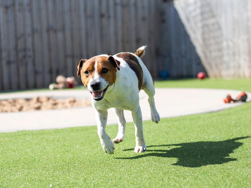 Max | Terrier (Jack Russell) | Cardiff - 1