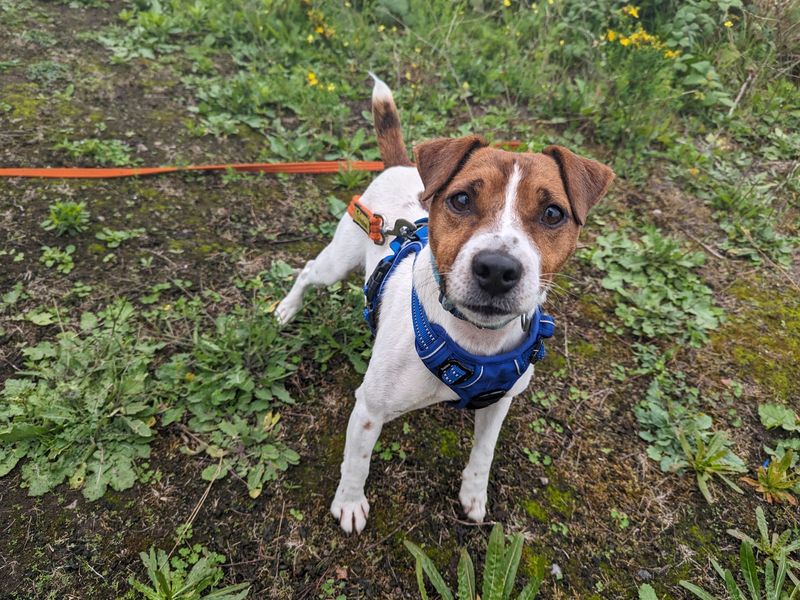 Dogs trust jack russell hot sale