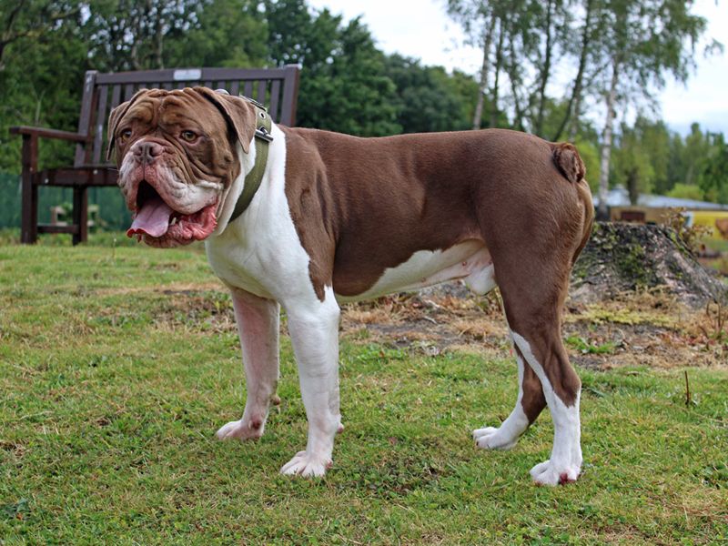 English Bulldog for adoption in Liverpool, Merseyside – 3 years old