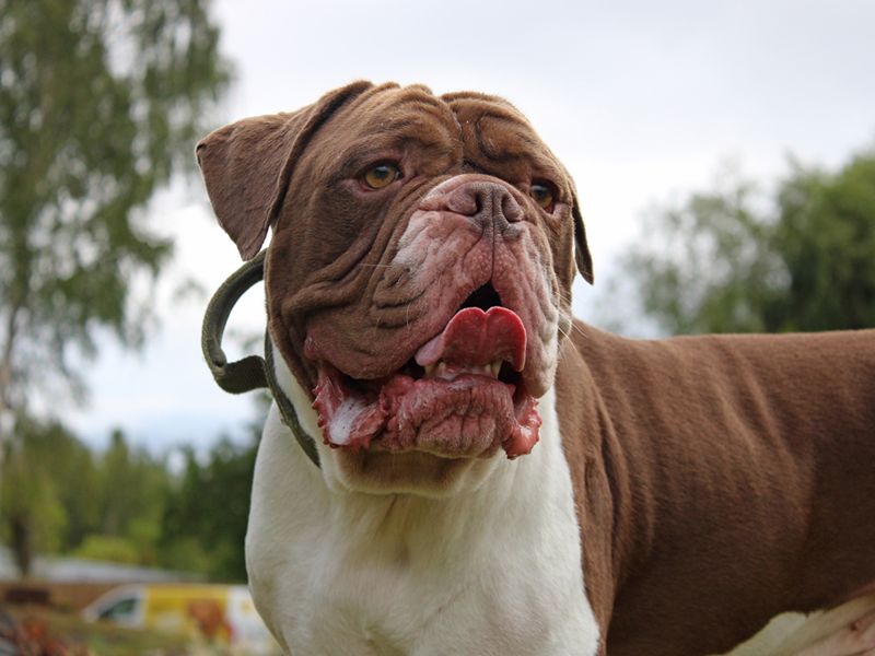 English Bulldog for adoption in Liverpool, Merseyside – 3 years old - Image 7 of 8