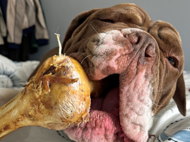 English Bulldog for adoption in Liverpool, Merseyside – 3 years old - Image 8 of 8