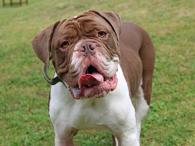 English Bulldog for adoption in Liverpool, Merseyside – 3 years old - Image 6 of 8