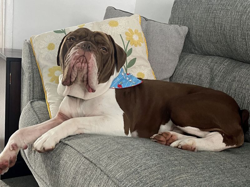 English Bulldog for adoption in Liverpool, Merseyside – 3 years old - Image 3 of 8
