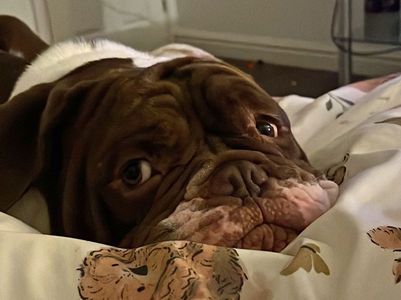 English Bulldog for adoption in Liverpool, Merseyside – 3 years old - Image 4 of 8
