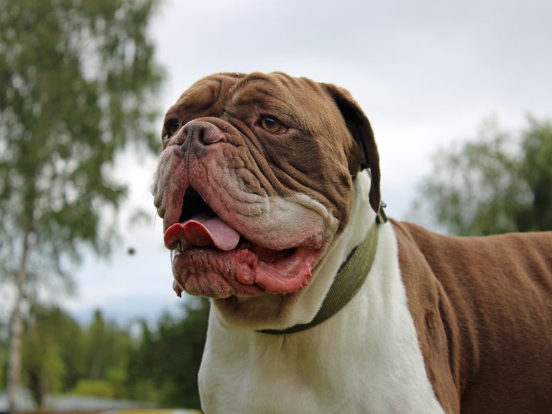 English Bulldog for adoption in Liverpool, Merseyside – 3 years old - Image 2 of 8