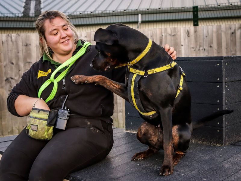 Adopt a Dobermann Cross Rescue Dog, Nala