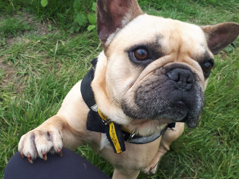 French Bulldog for adoption in Telford, Shropshire – 7 years old - Image 4 of 6