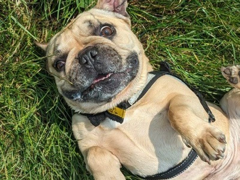 French Bulldog for adoption in Telford, Shropshire – 7 years old - Image 3 of 6