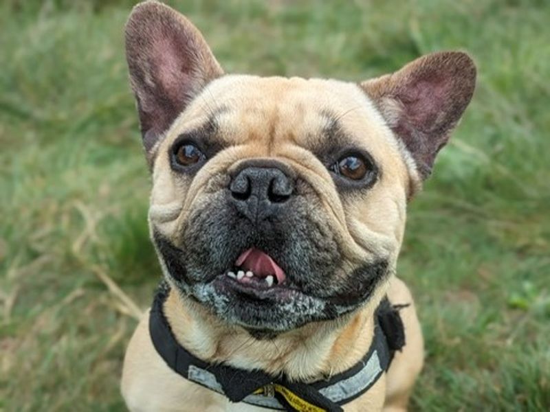 French Bulldog for adoption in Telford, Shropshire – 7 years old - Image 5 of 6