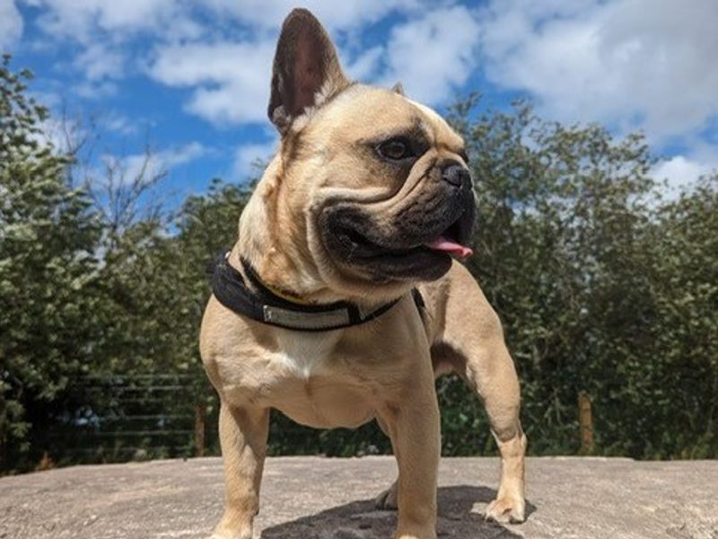 French Bulldog for adoption in Telford, Shropshire – 7 years old - Image 1 of 6