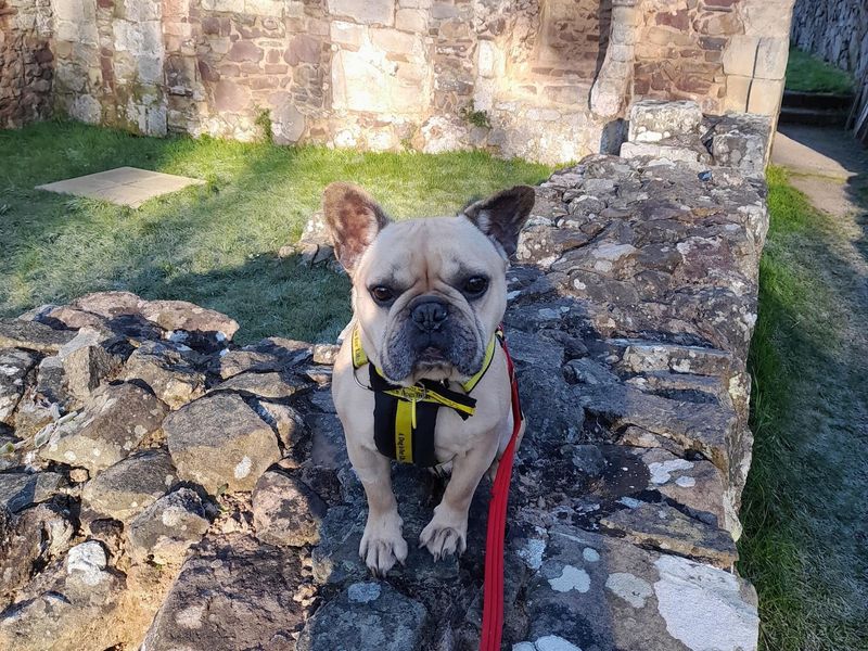 French bulldog farm near me cheap