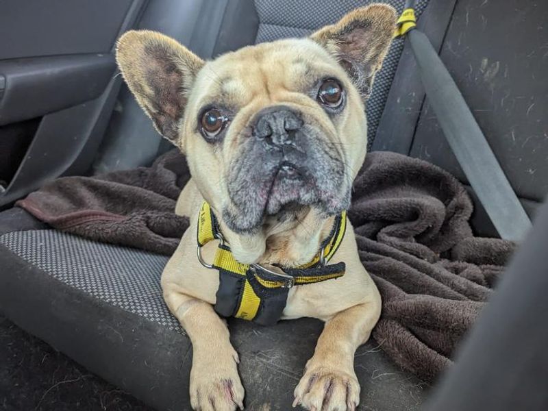 French Bulldog for adoption in Telford, Shropshire – 7 years old - Image 6 of 6
