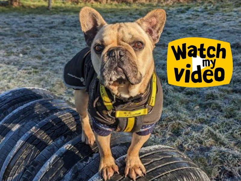 French Bulldog for adoption in Telford, Shropshire – 7 years old - Image 2 of 6