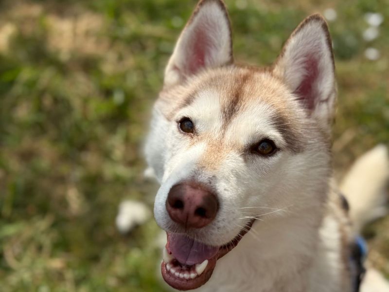 Siberian Husky for adoption in Telford, Shropshire – 3 years old