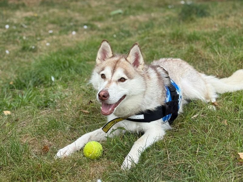 Siberian Husky for adoption in Telford, Shropshire – 3 years old - Image 2 of 2