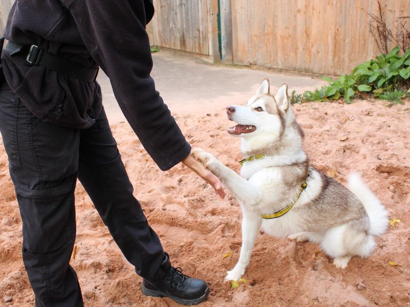 Lula | Siberian Husky | Shrewsbury (Shropshire) - 1