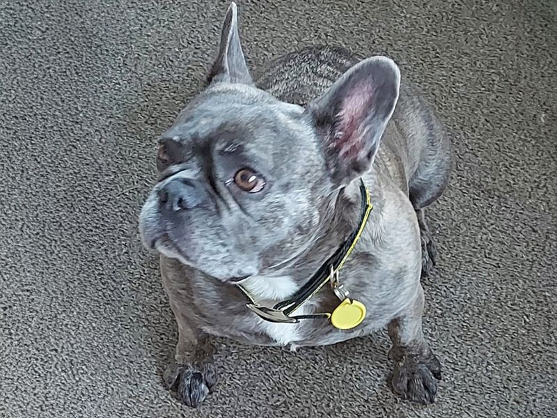 Bella | French Bulldog | Basildon (Essex) - 1