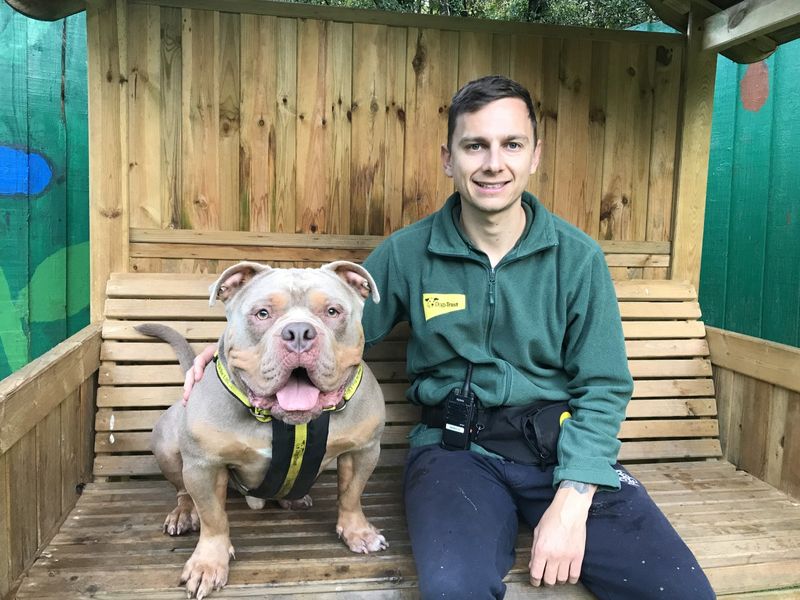 English Bulldog for adoption in Ilfracombe, North Devon – 4 years old - Image 4 of 6