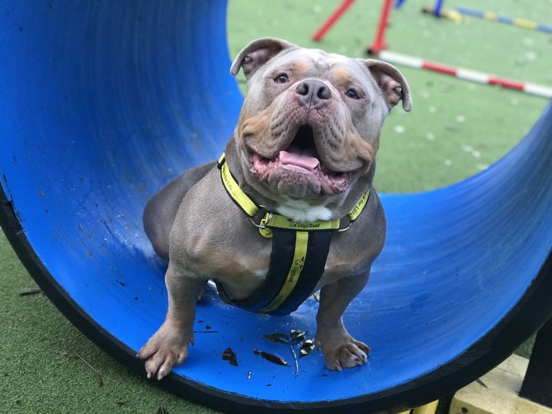 English Bulldog for adoption in Ilfracombe, North Devon – 4 years old - Image 5 of 6