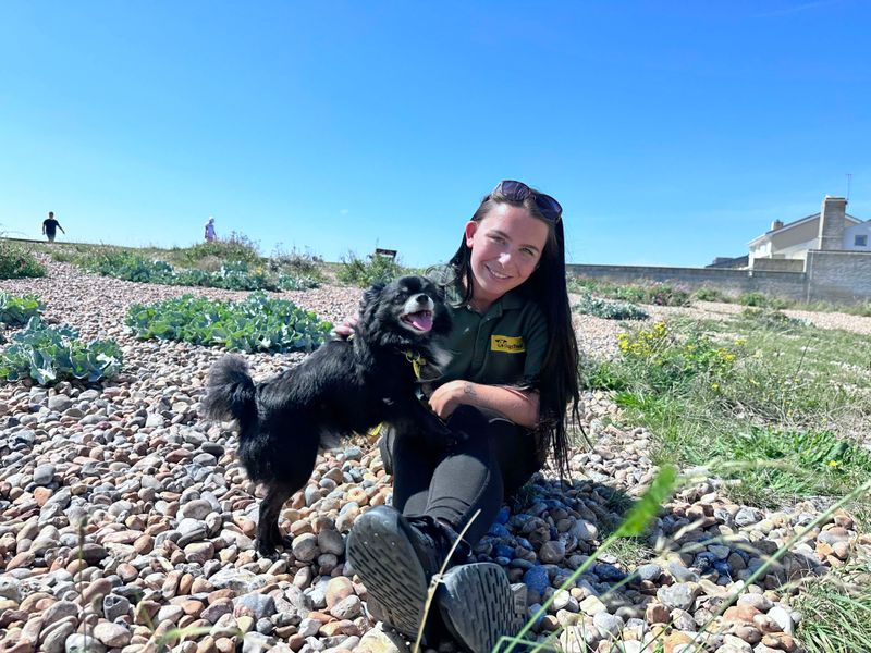 Pomeranian for adoption in Shoreham-by-Sea, West Sussex – 9 years old - Image 4 of 5