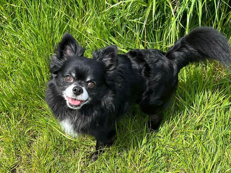Pomeranian for adoption in Shoreham-by-Sea, West Sussex – 9 years old - Image 3 of 5