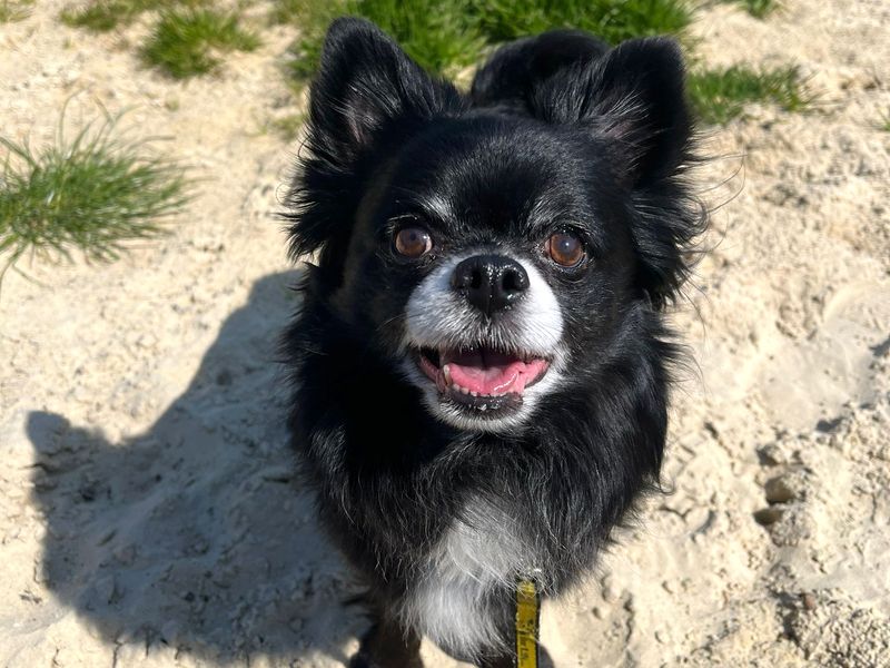 Pomeranian for adoption in Shoreham-by-Sea, West Sussex – 9 years old - Image 5 of 5