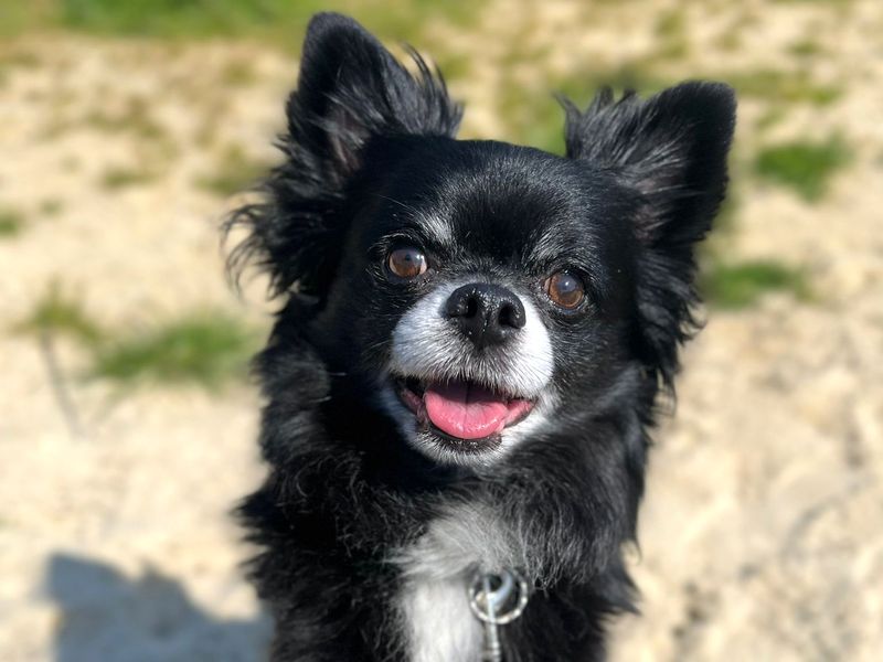 Pomeranian for adoption in Shoreham-by-Sea, West Sussex – 9 years old - Image 1 of 5