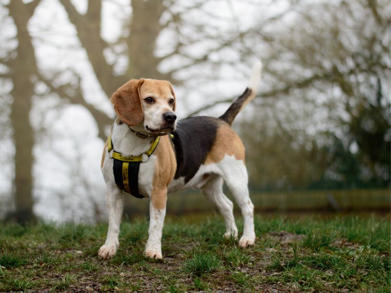 Beagle for adoption in Kenilworth, Warwickshire – 7 years old - Image 5 of 7