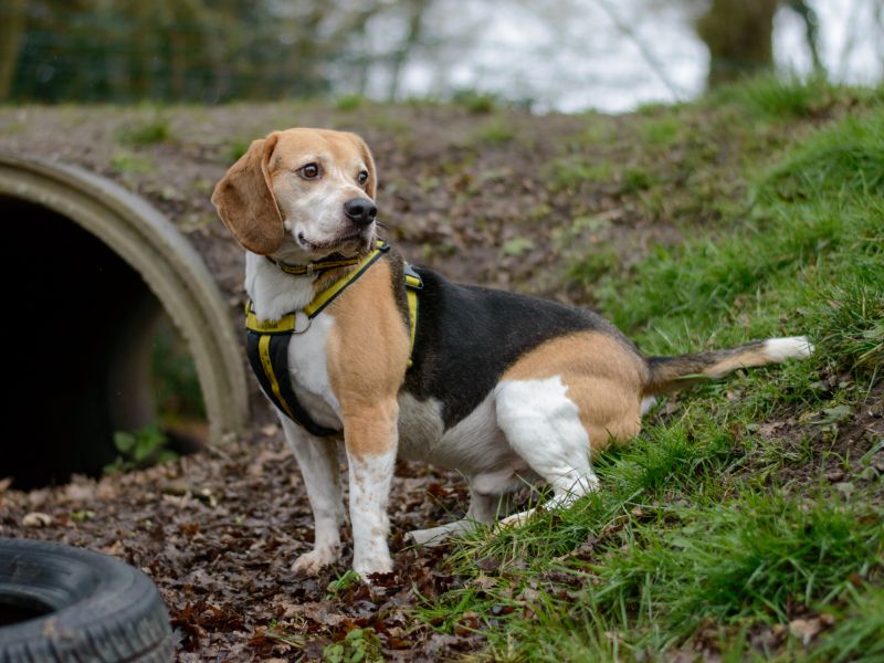 Beagle for adoption in Kenilworth, Warwickshire – 7 years old - Image 4 of 7