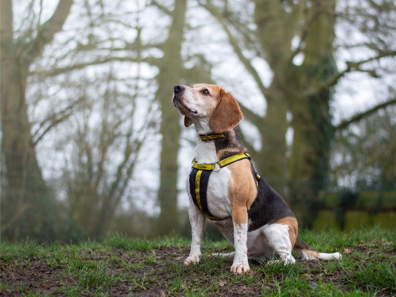 Beagle for adoption in Kenilworth, Warwickshire – 7 years old - Image 3 of 7