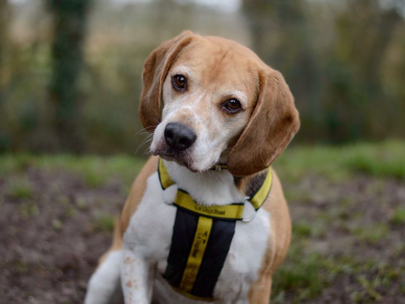 Beagle for adoption in Kenilworth, Warwickshire – 7 years old - Image 6 of 7