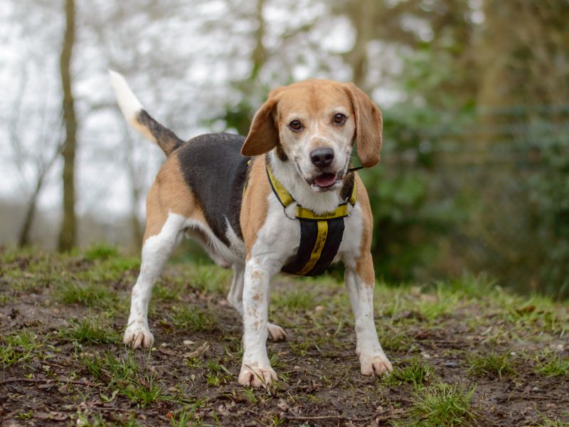 Beagle for adoption in Kenilworth, Warwickshire – 7 years old - Image 7 of 7