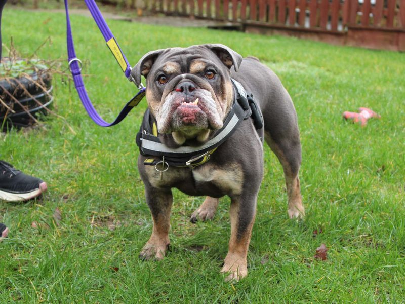 English Bulldog for adoption in Newbury, Berkshire – 5 years old - Image 4 of 7