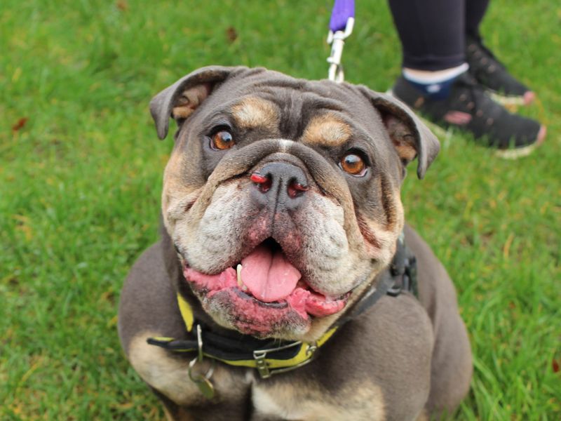 English Bulldog for adoption in Newbury, Berkshire – 5 years old - Image 5 of 7