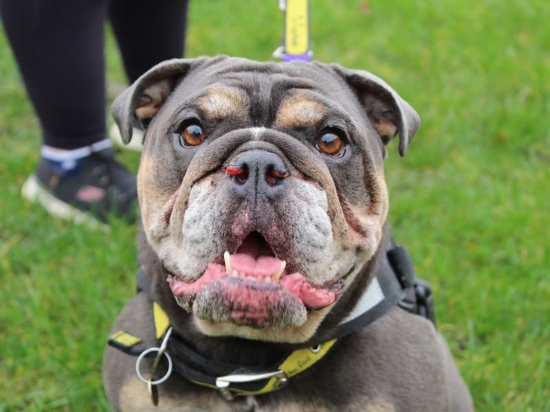 English Bulldog for adoption in Newbury, Berkshire – 5 years old - Image 2 of 7