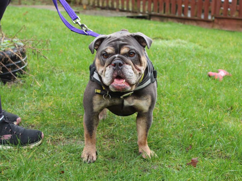 English Bulldog for adoption in Newbury, Berkshire – 5 years old - Image 7 of 7