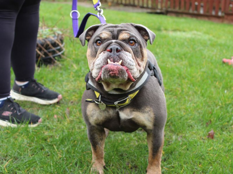 Tilda | Bulldog | Newbury (Berkshire) - 1